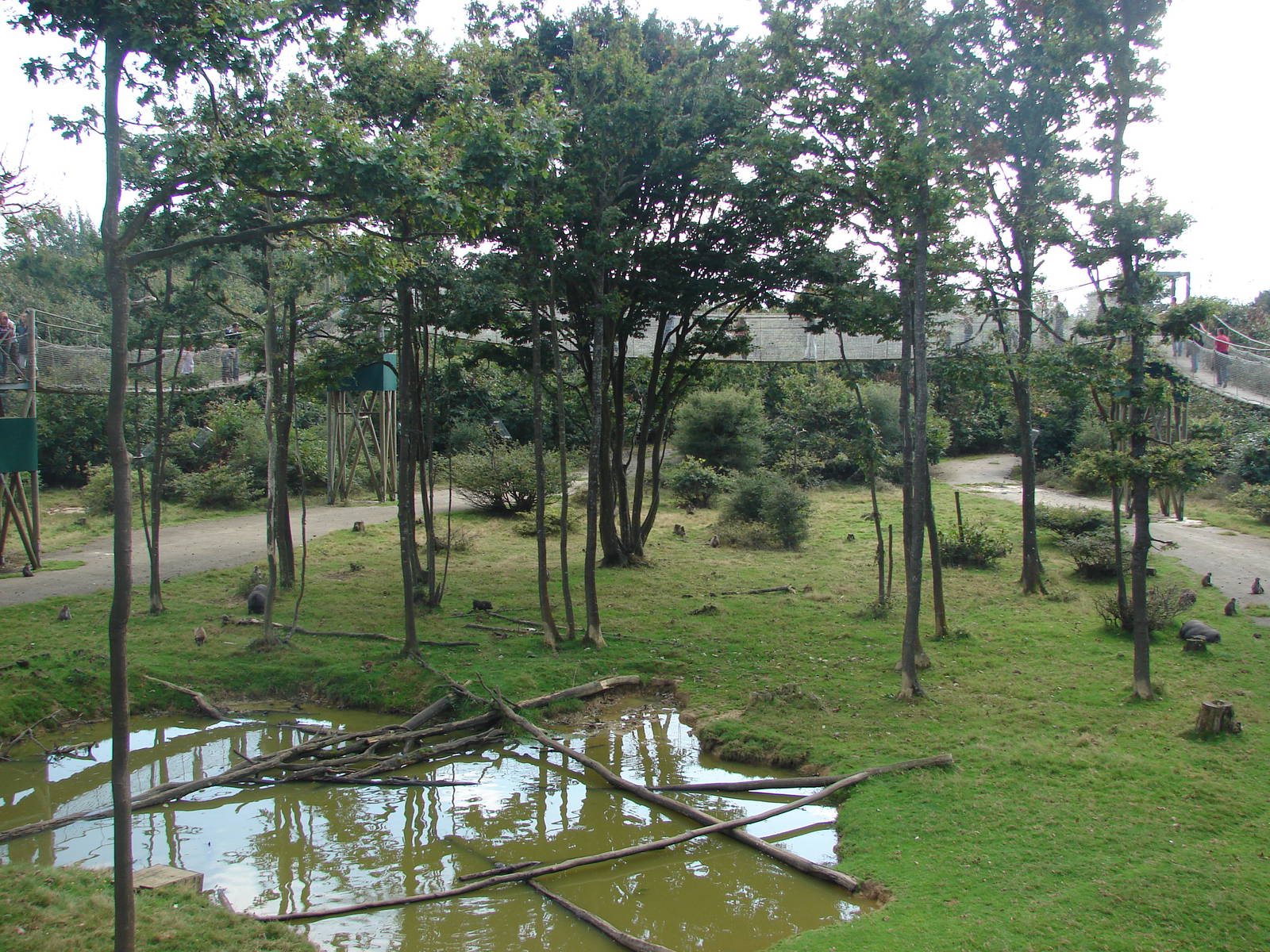 Rhesus macaques exhibit