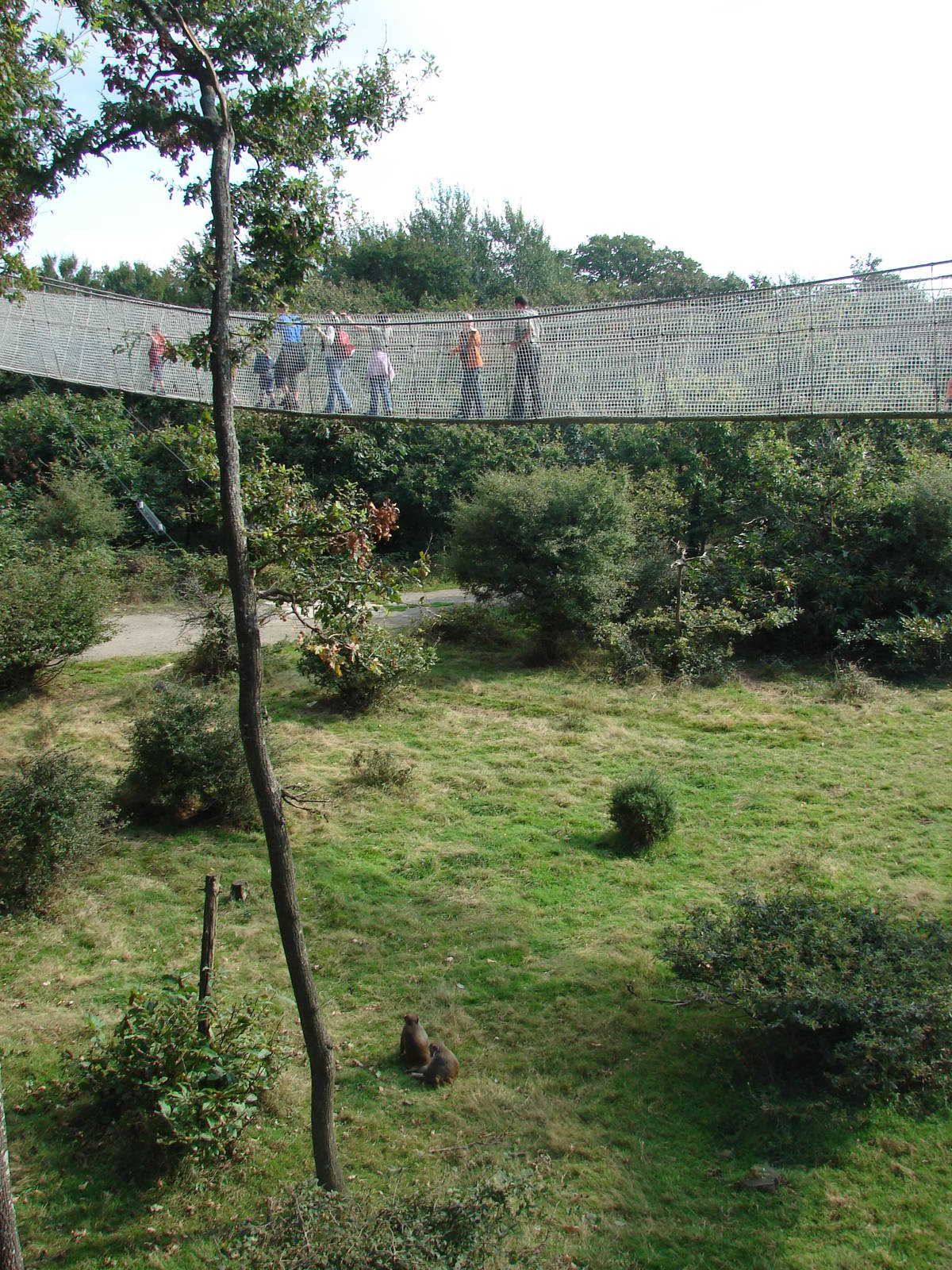Rhesus macaques exhibit