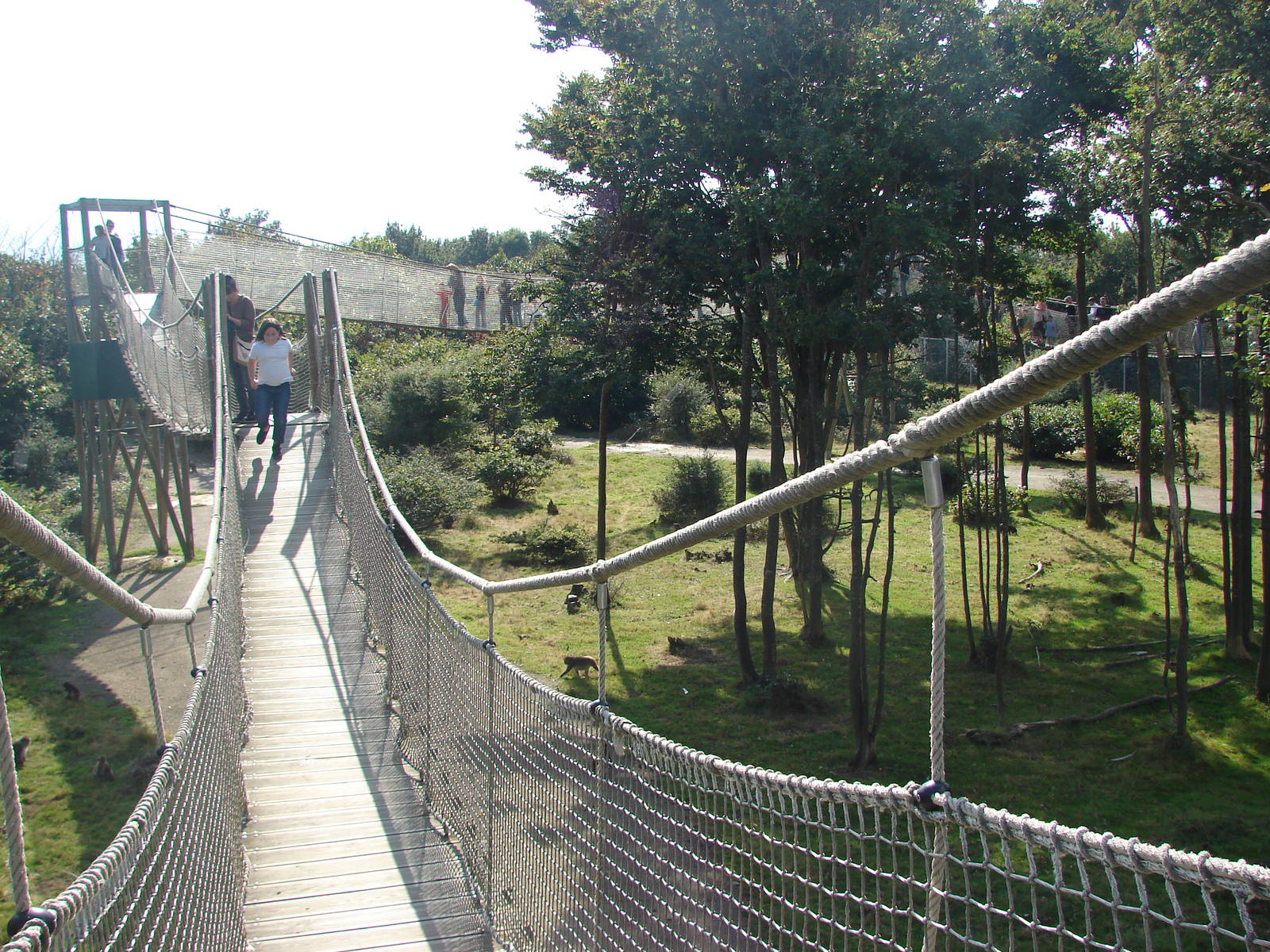 Rhesus macaques exhibit