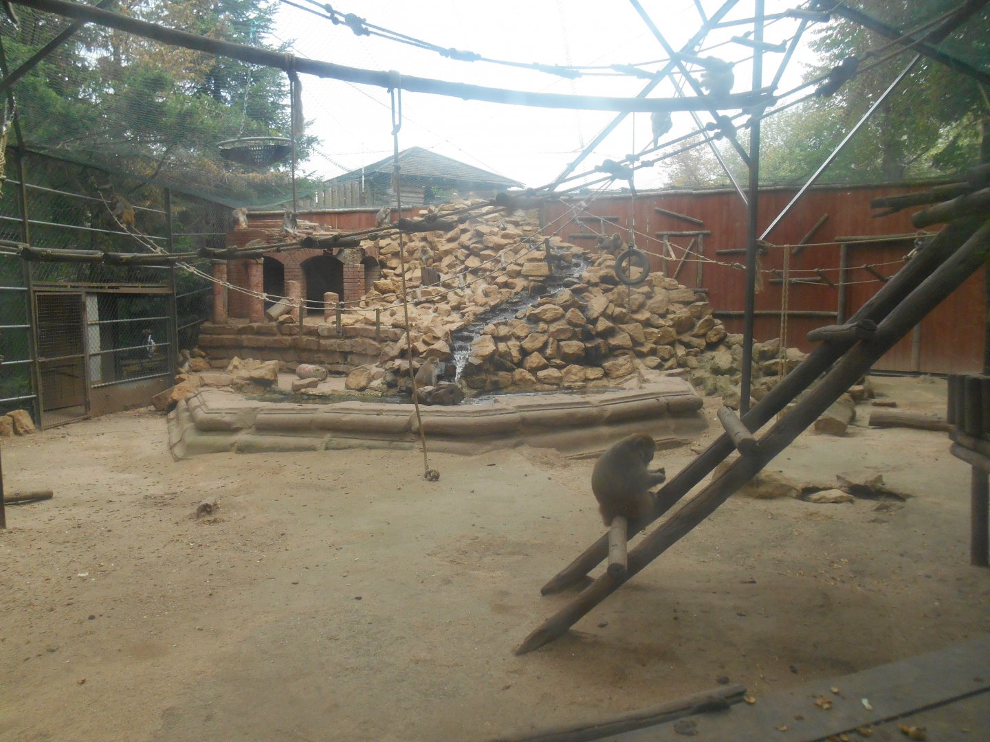 Rhesus Macaques Exhibit