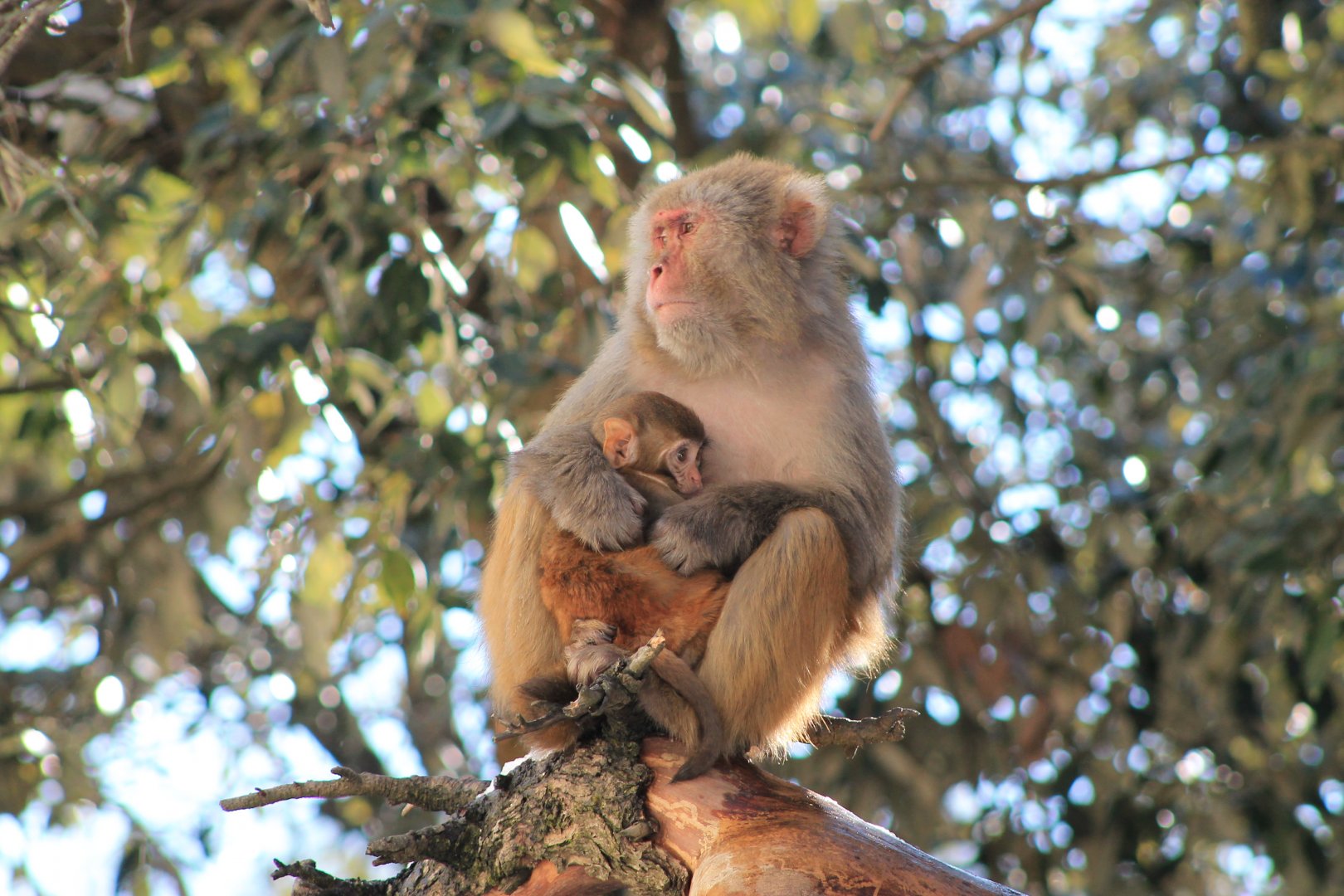 Rhesus Macaques (Macaca mulatta)