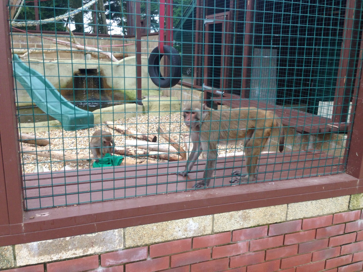 Rhesus Macaques - (Macaca Mulatta)