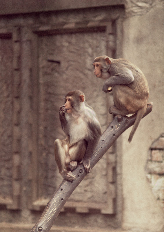 Rhesus macaques on the Monkey Temple 1972