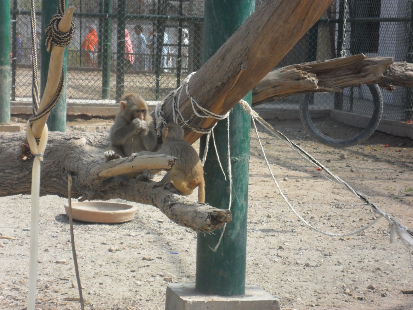 Rhesus macaques - Peshawar Zoo 11/3/2018