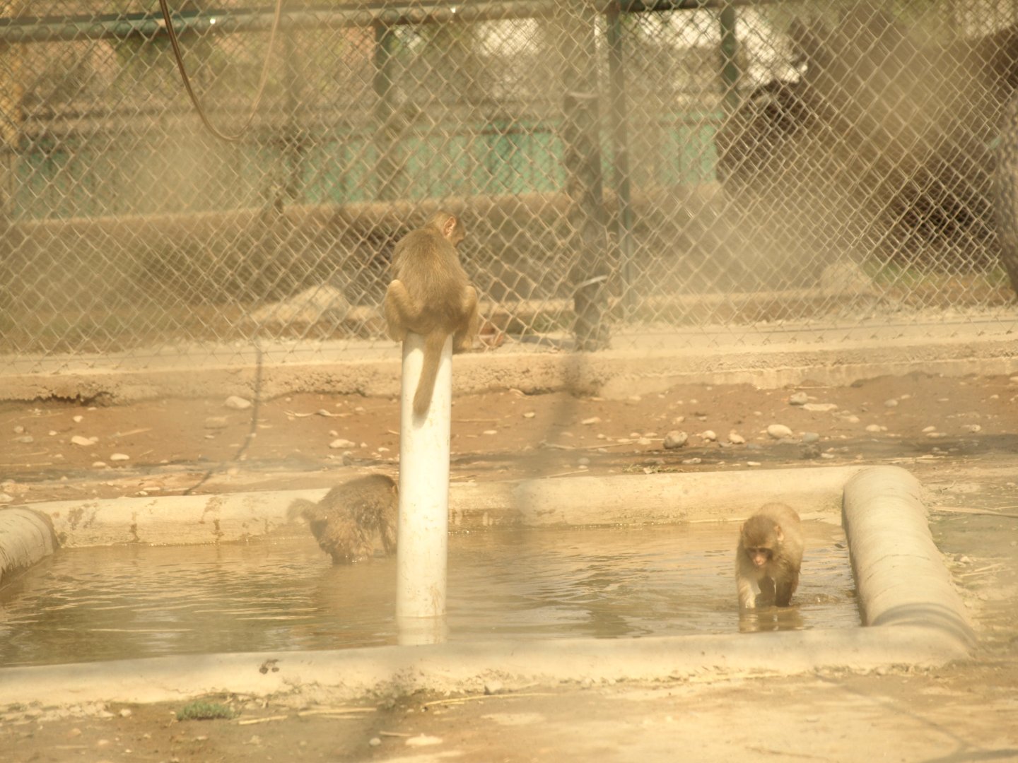 Rhesus macaques - Peshawar Zoo 22/7/2018