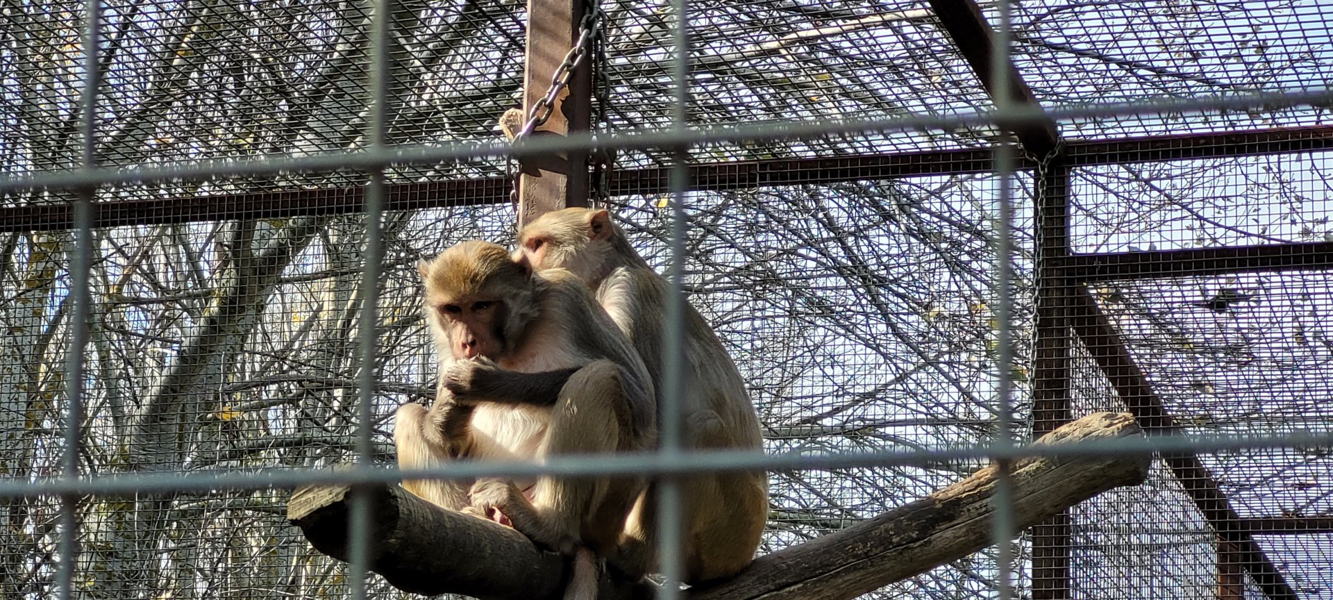 Rhesus Macaques