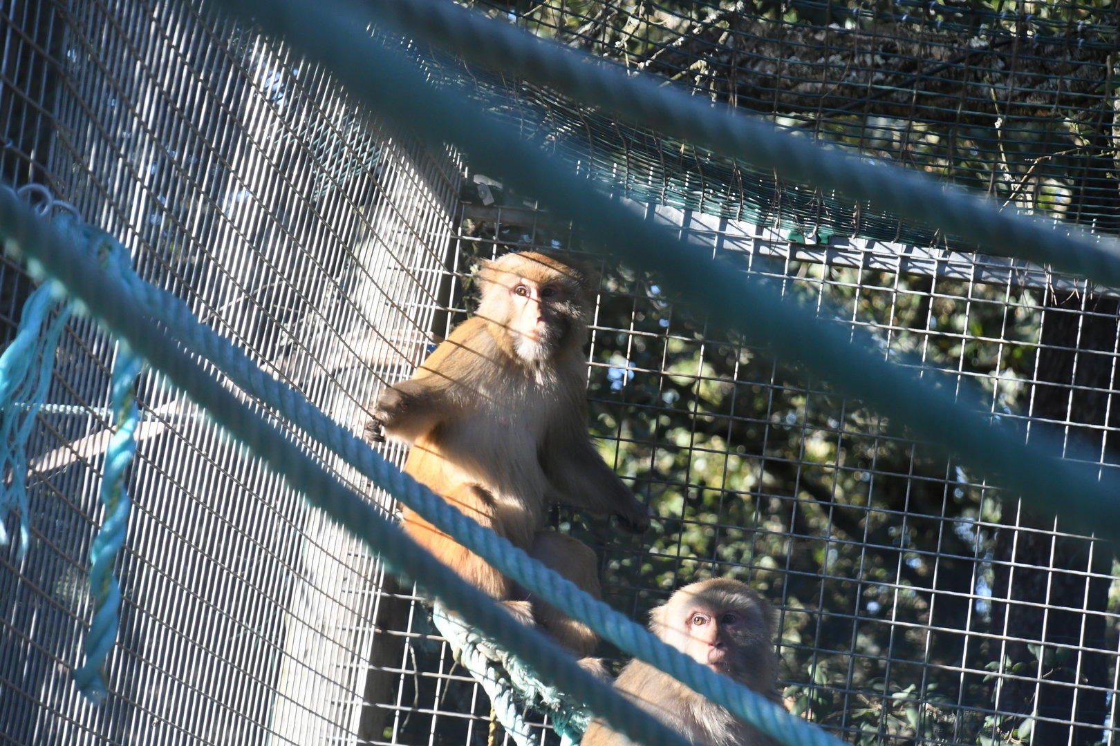 Rhesus Macaques