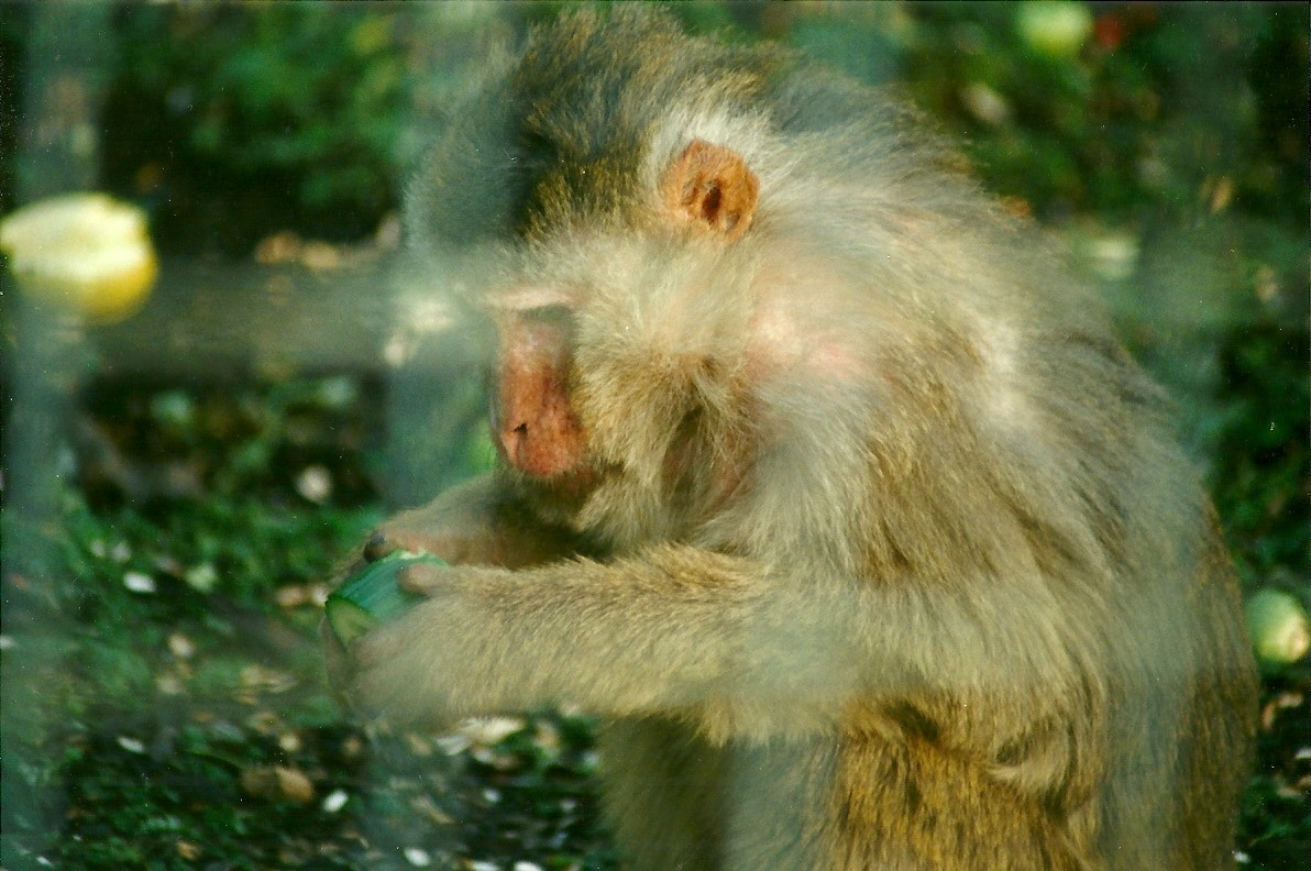 Rhesus Monkey 8th January 2000