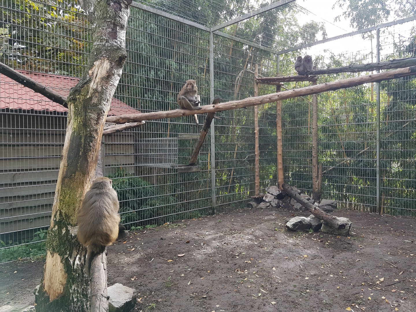 Rhesus monkey-enclosure