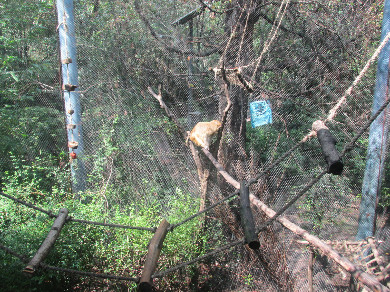 rhesus monkey exhibit chapultepec zoo