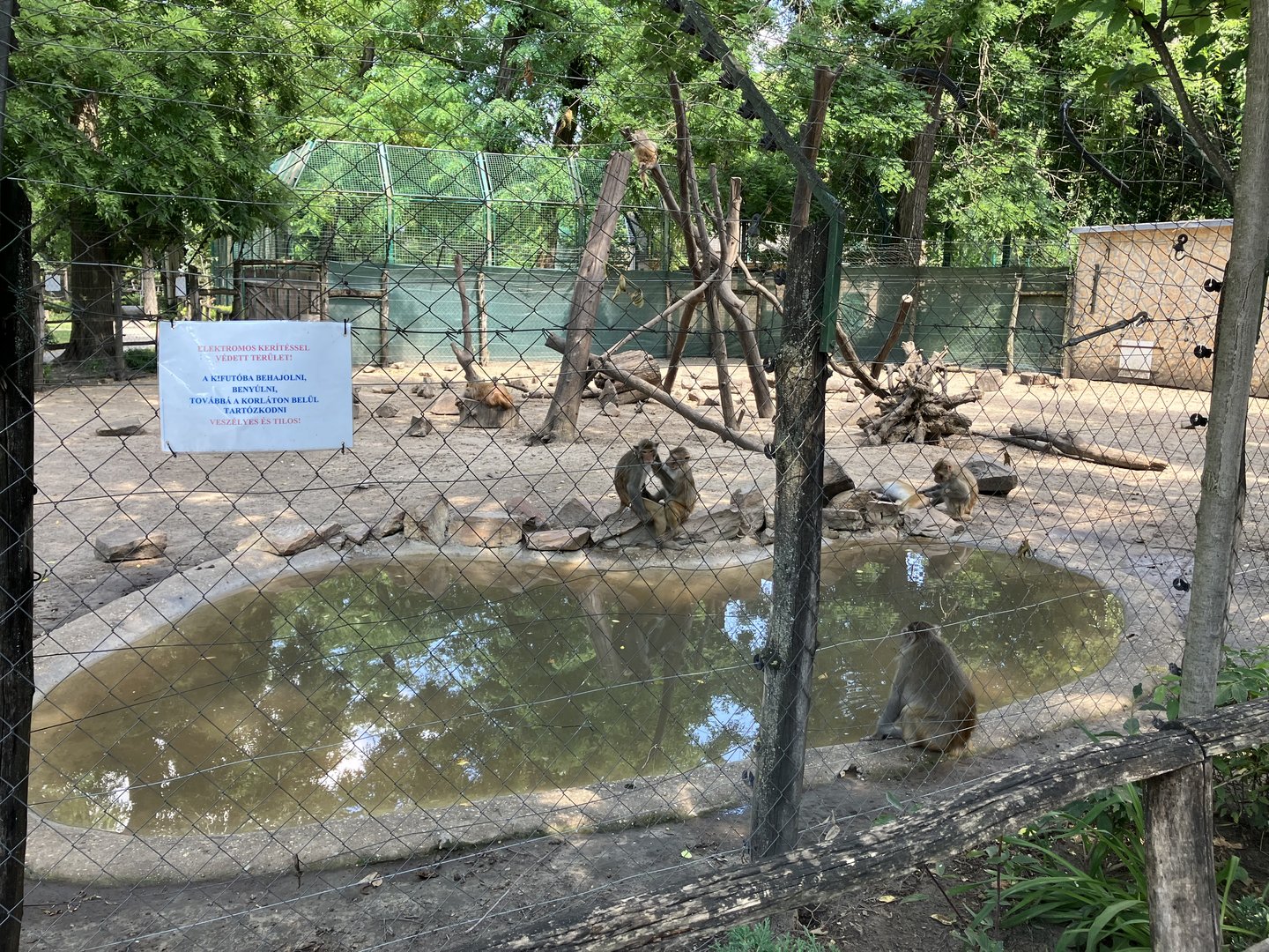 Rhesus monkey exhibit.
