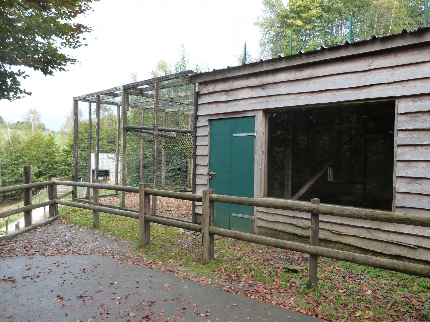 Rhesus monkey - Parc animalier de Bouillon