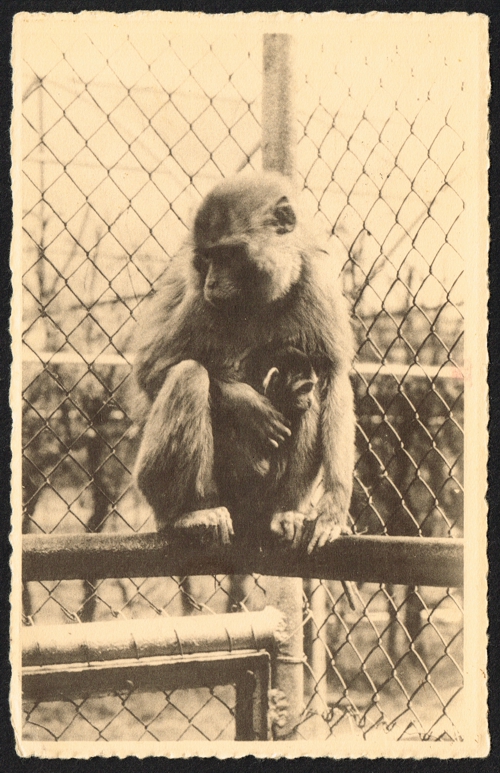 Rhesus monkey with young