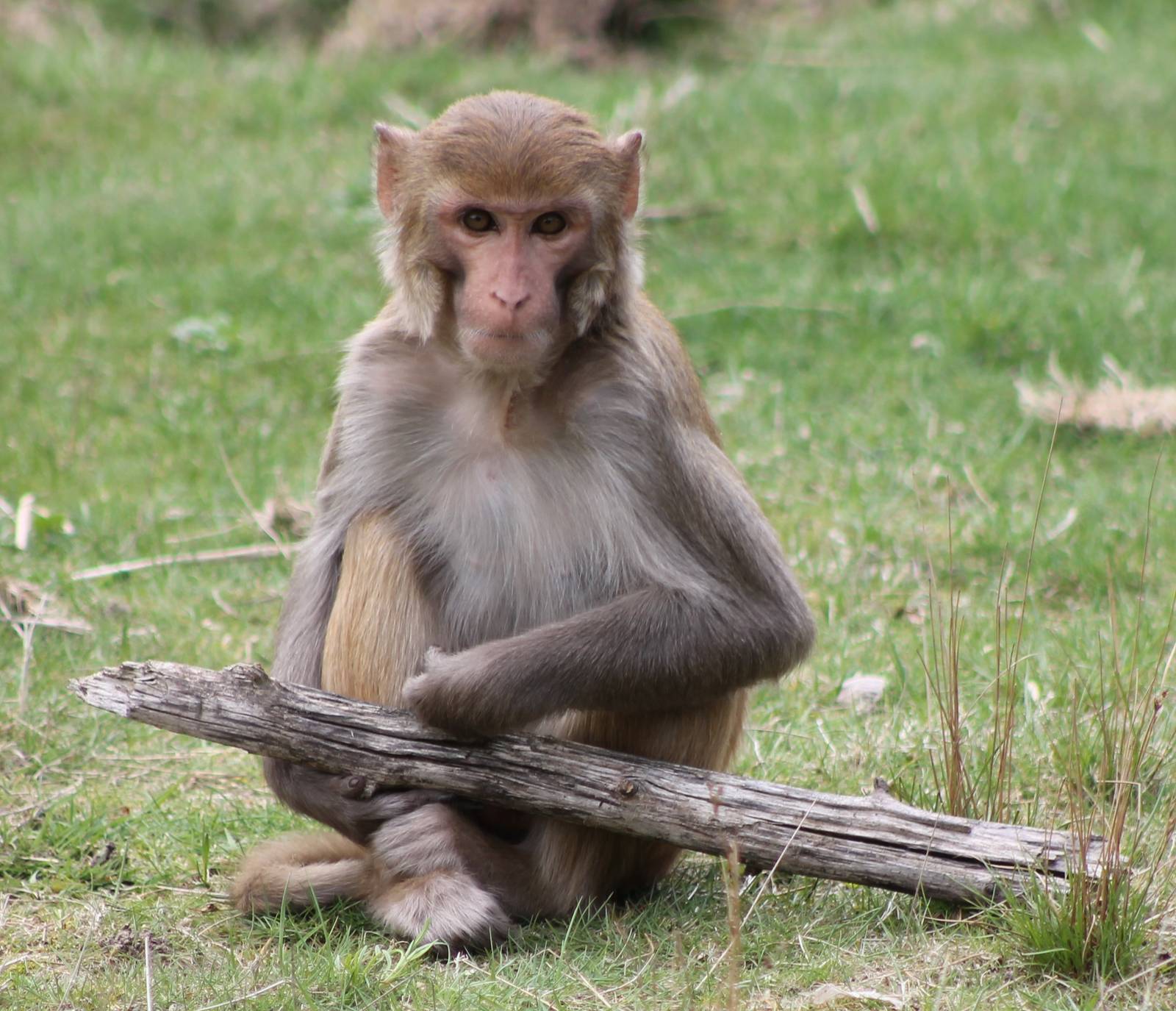 Rhesus monkey