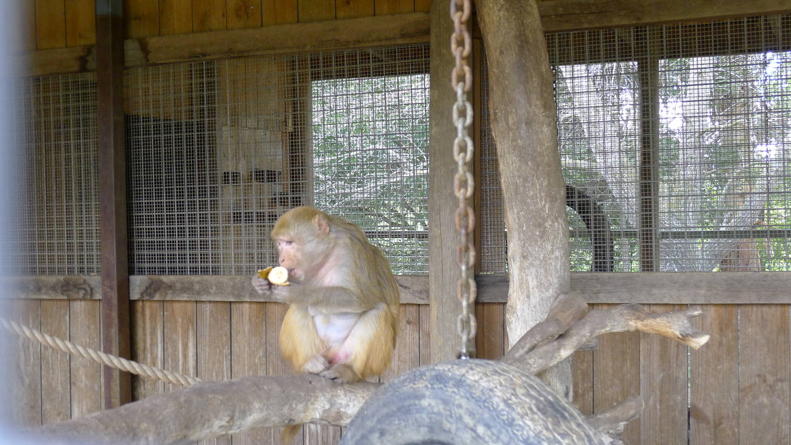 Rhesus Monkey