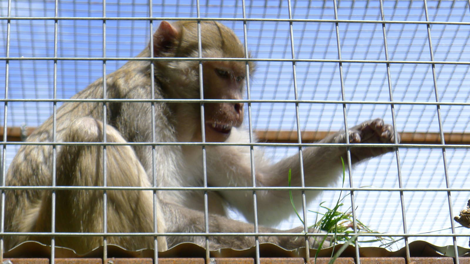 Rhesus Monkey