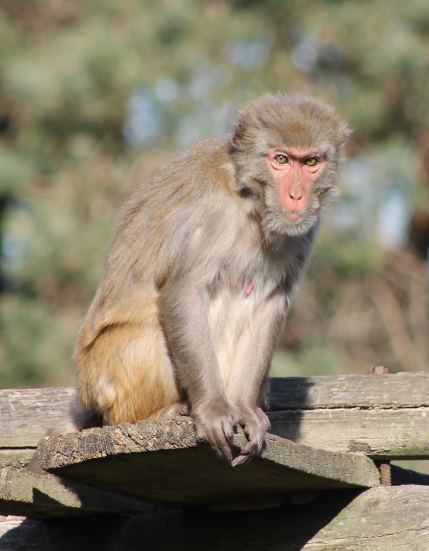 Rhesus monkey
