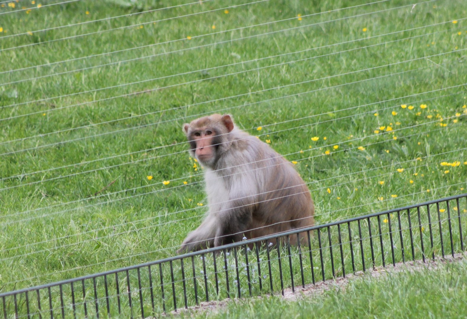 Rhesus monkey
