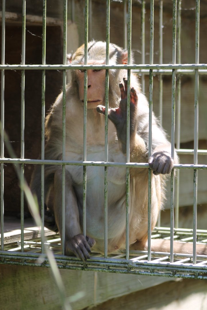 Rhesus monkey