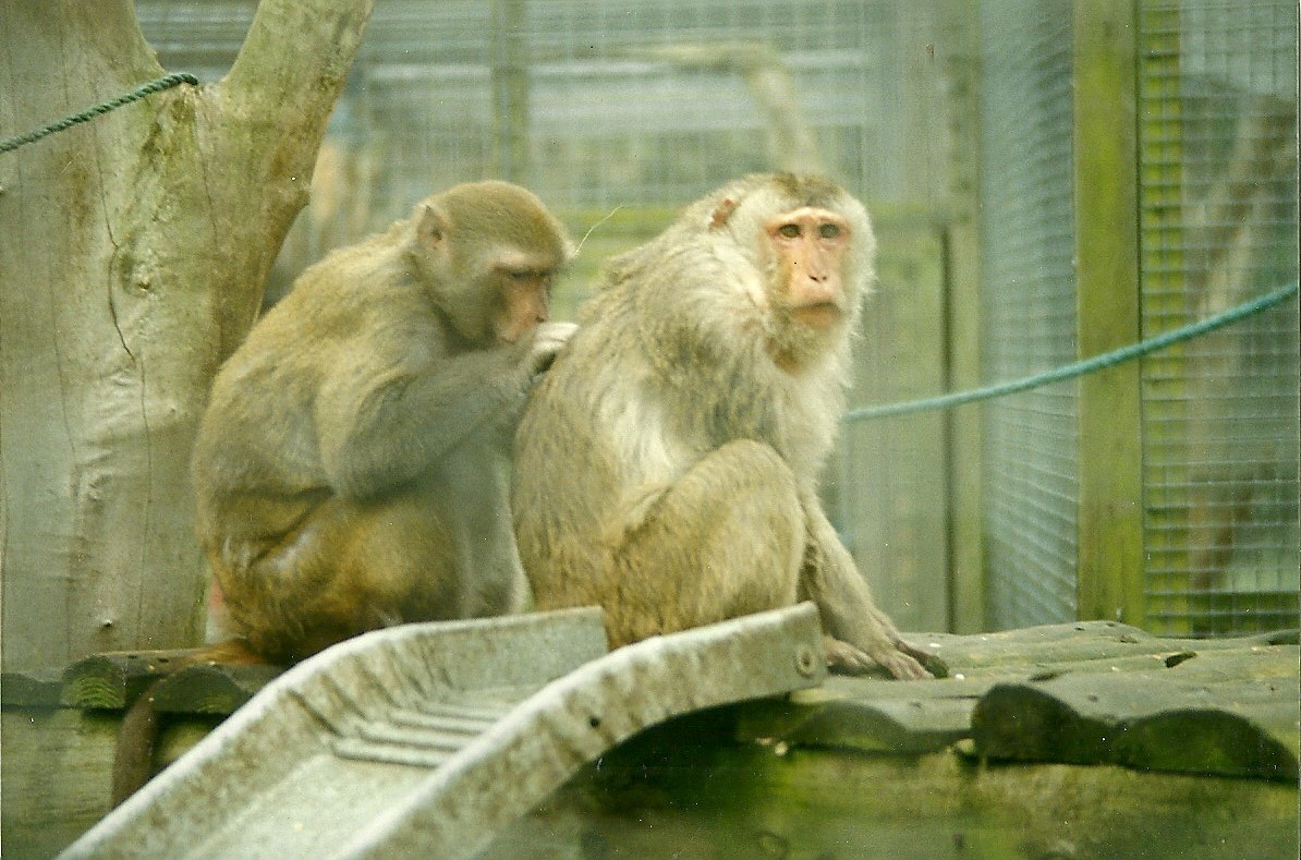 Rhesus Monkeys 17th October 1997