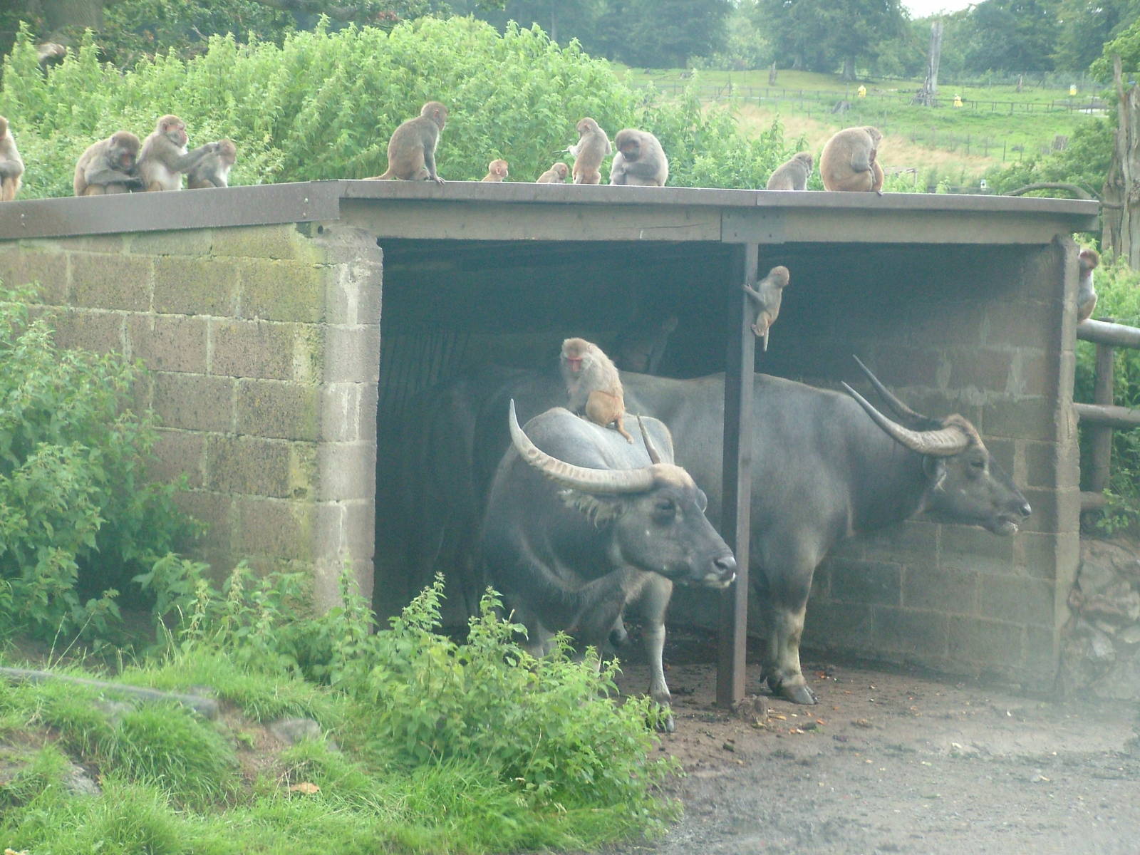 Rhesus Monkeys and Water Buffalo at Longleat August 2008
