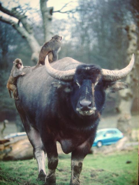 Rhesus Monkeys and Water Buffalo Longleat