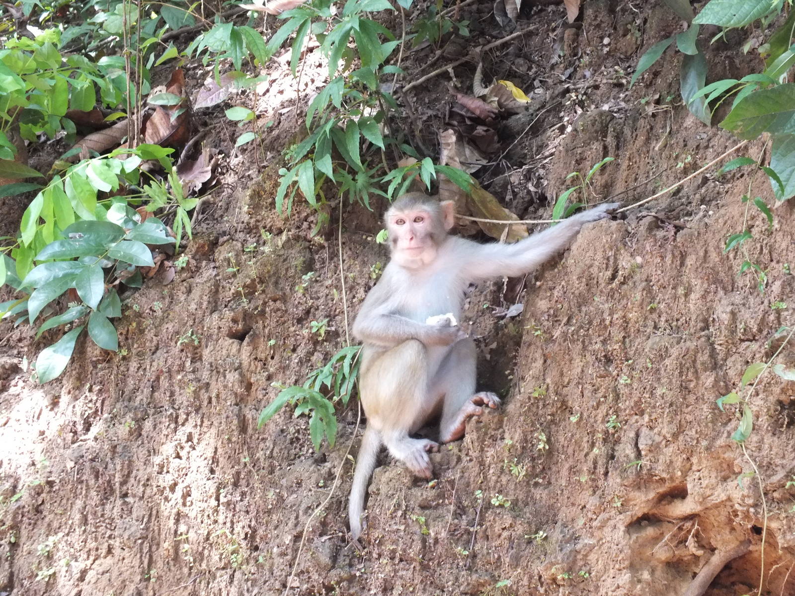 Rhesus Monkeys (I think)