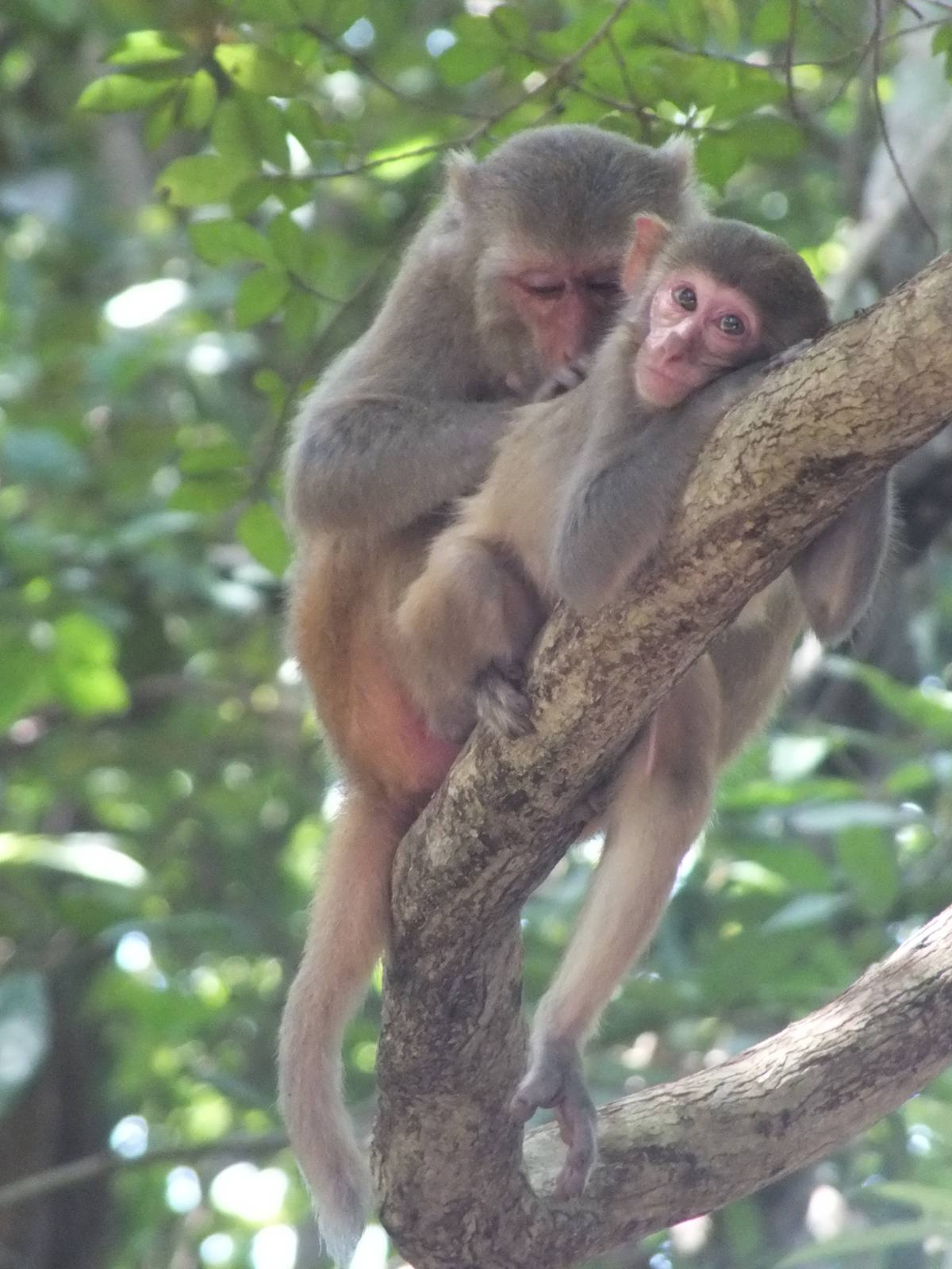 Rhesus Monkeys (I think)