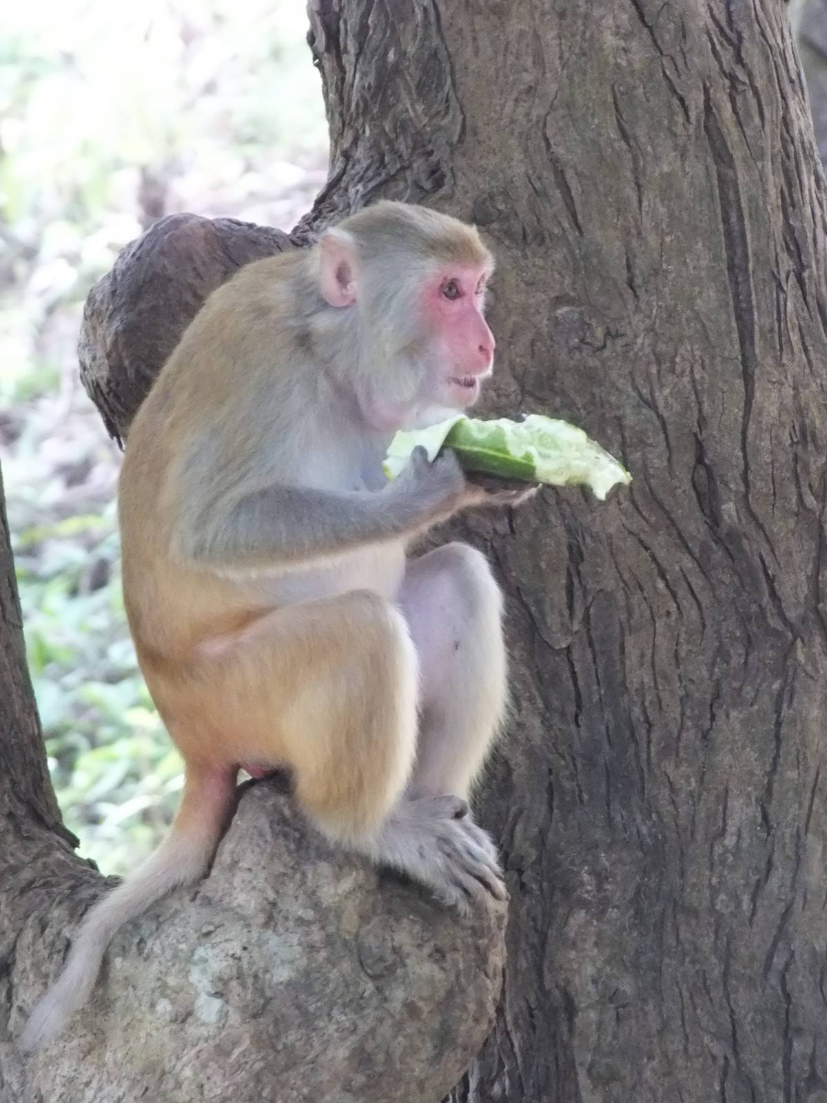 Rhesus Monkeys (I think)