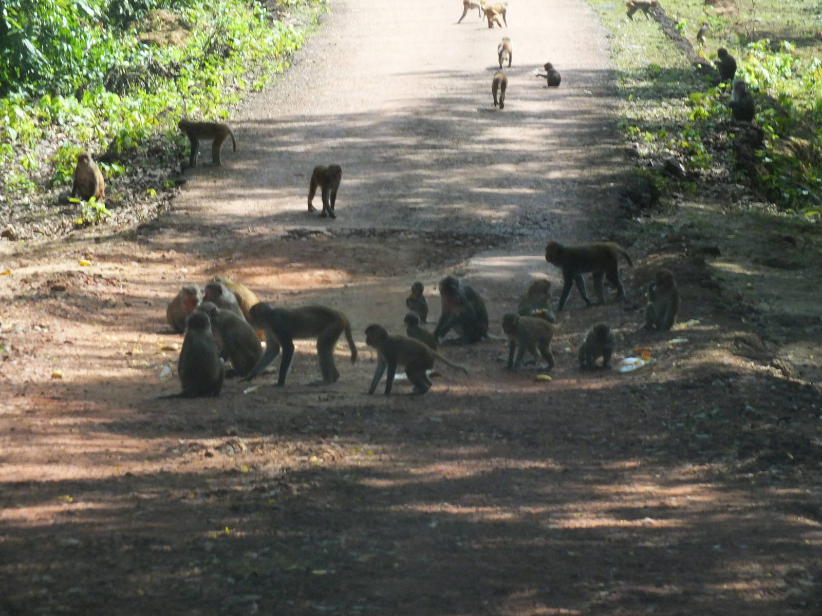 Rhesus Monkeys (I think)