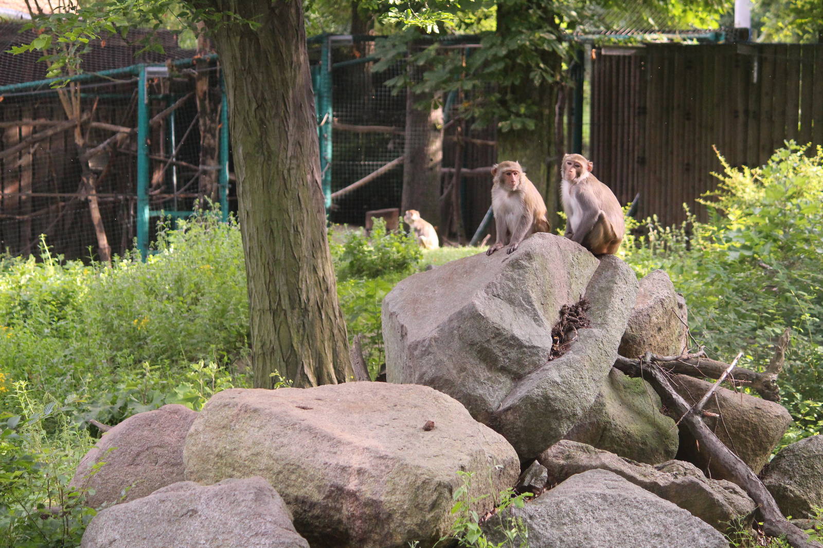 Rhesus monkeys, July 2013
