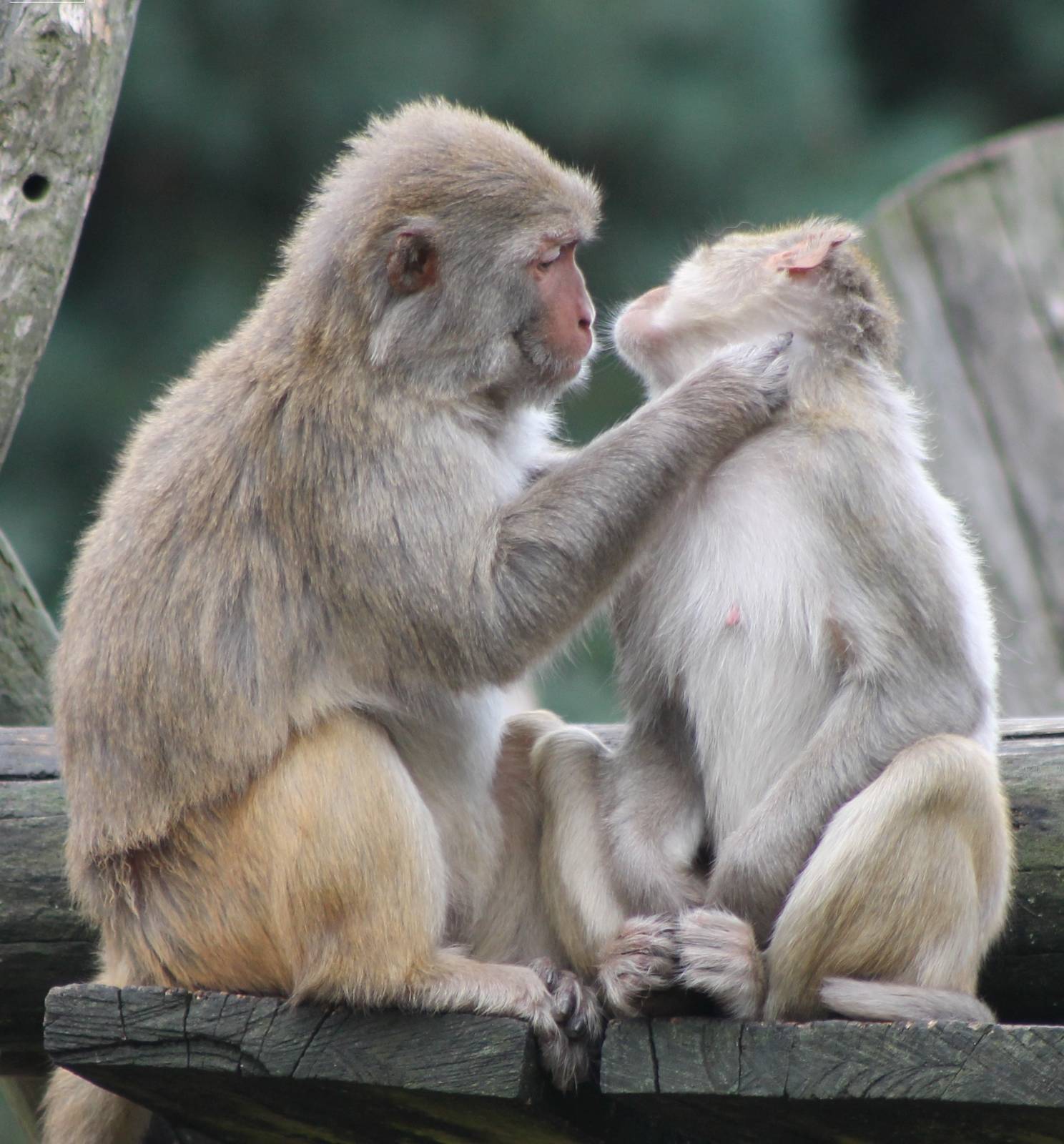 Rhesus monkeys