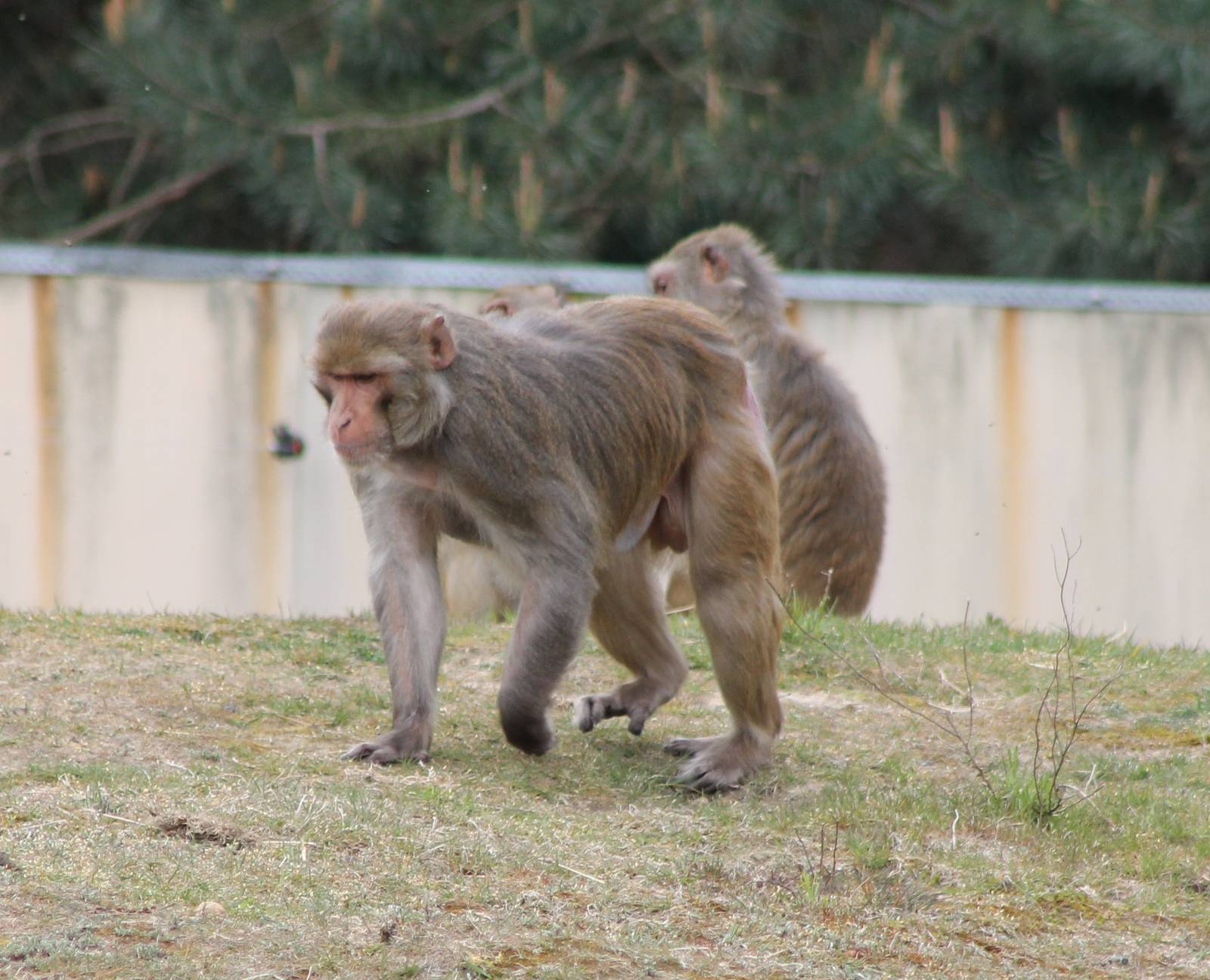 Rhesus monkeys