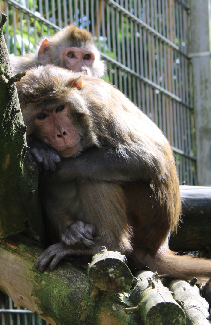 Rhesus monkeys