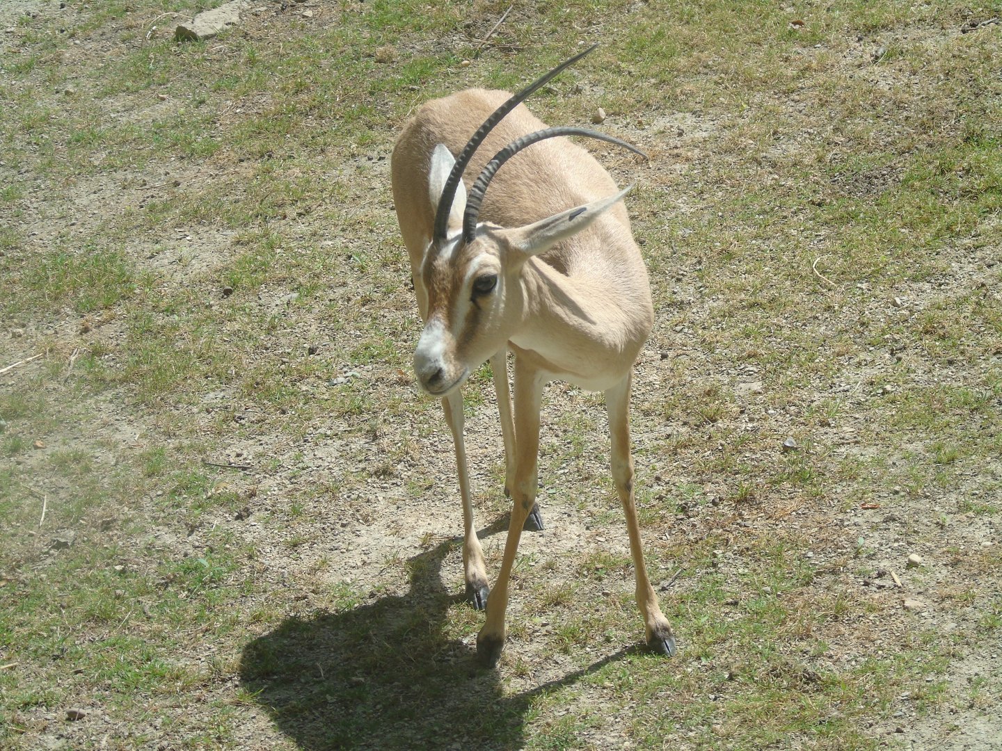 Rhim gazelle - July 2018