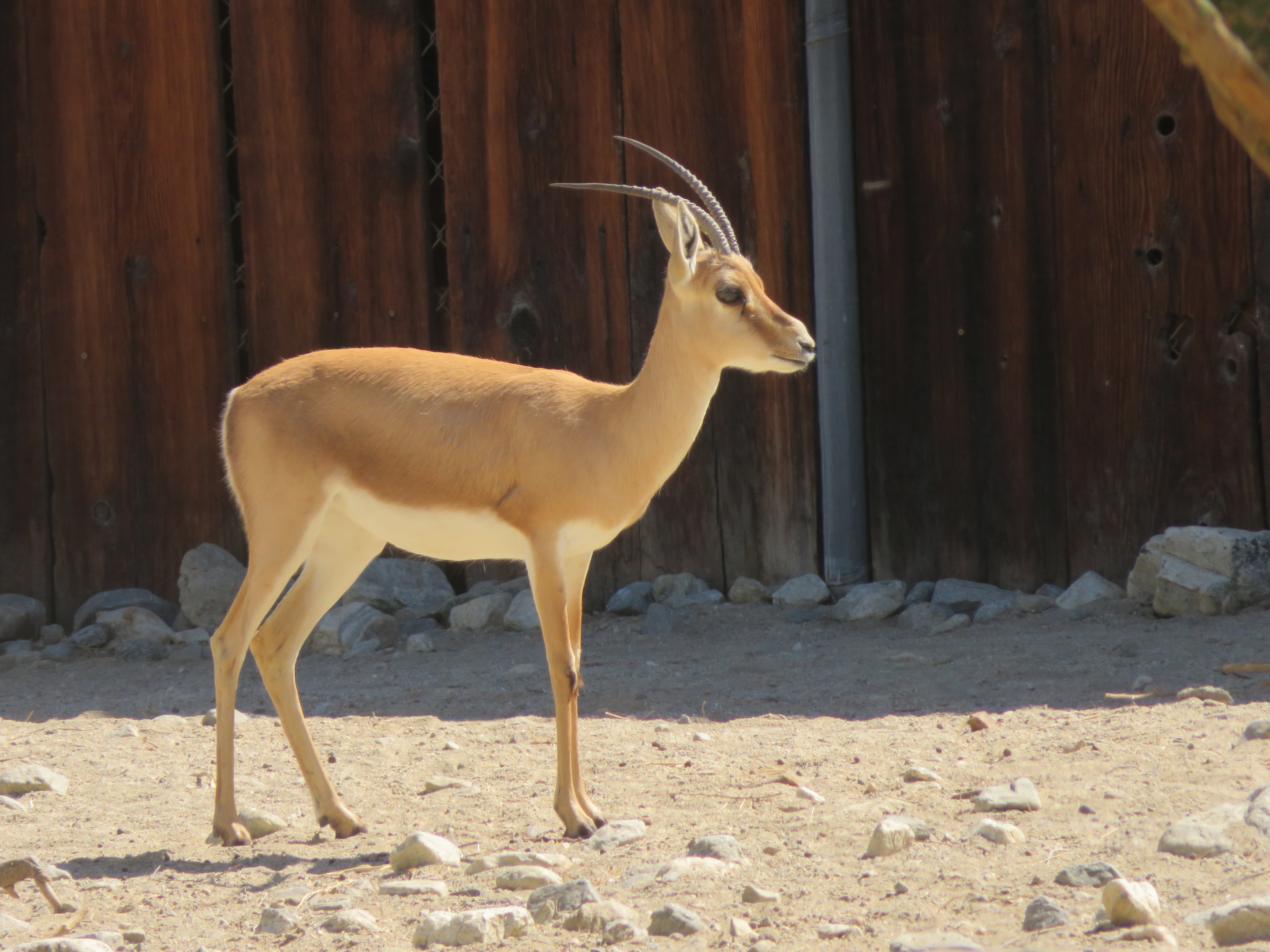 Rhim Gazelle