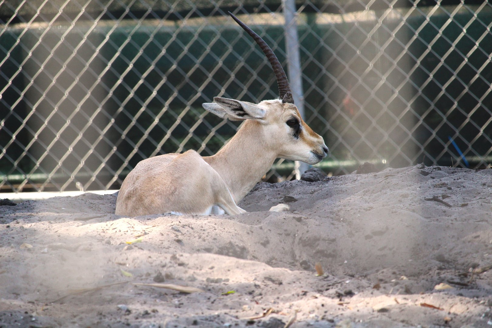 Rhim Gazelle