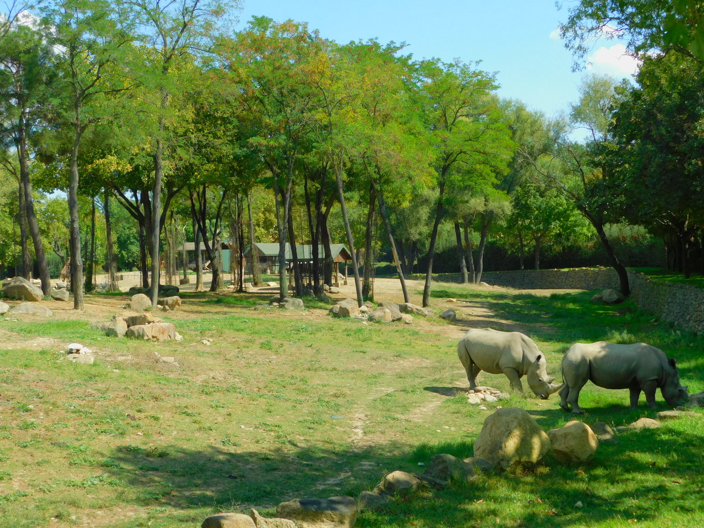 Rhinceros in the Savanna section