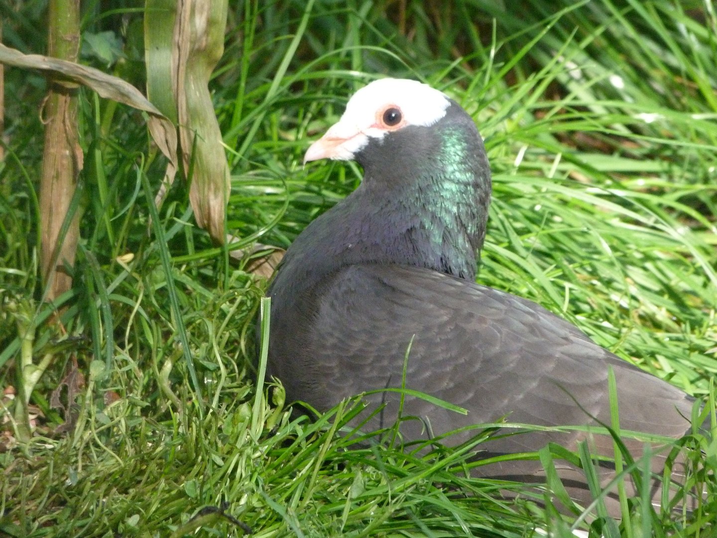 Rhine pigeon -Zoo de Santillana del Mar (2024)