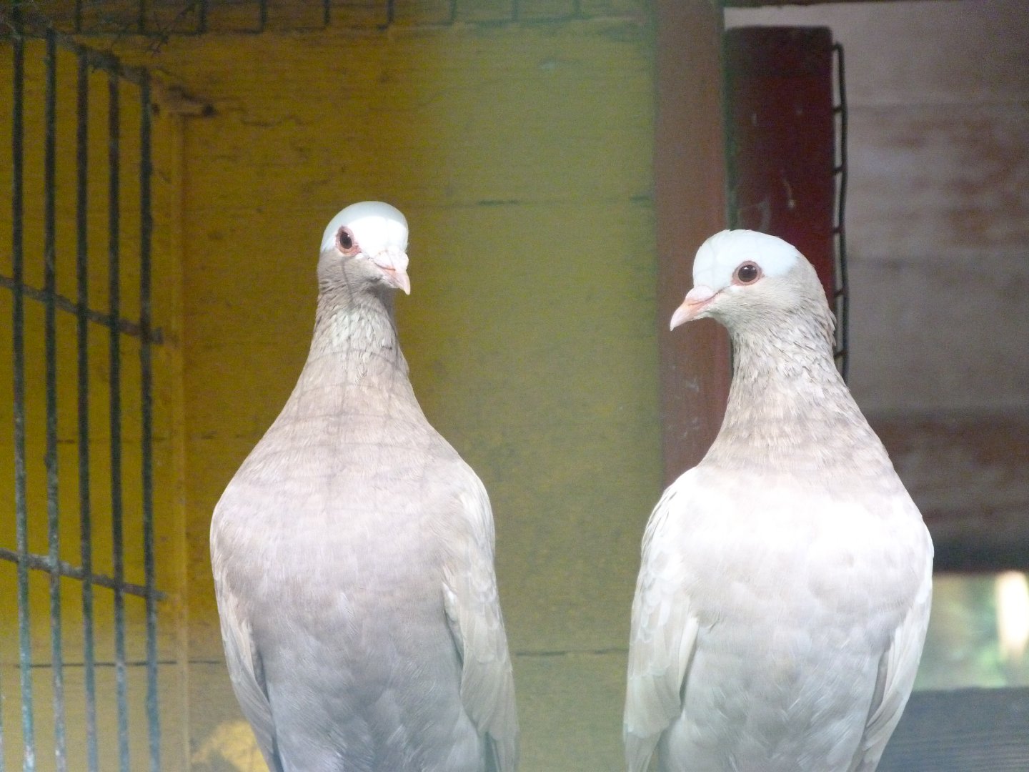 Rhine pigeons -Zoo de Santillana del Mar (2024)