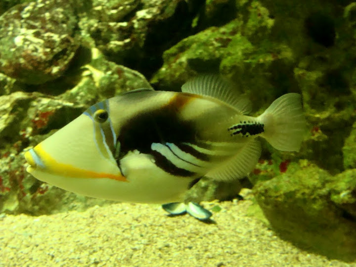 Rhinecanthus acuelatus