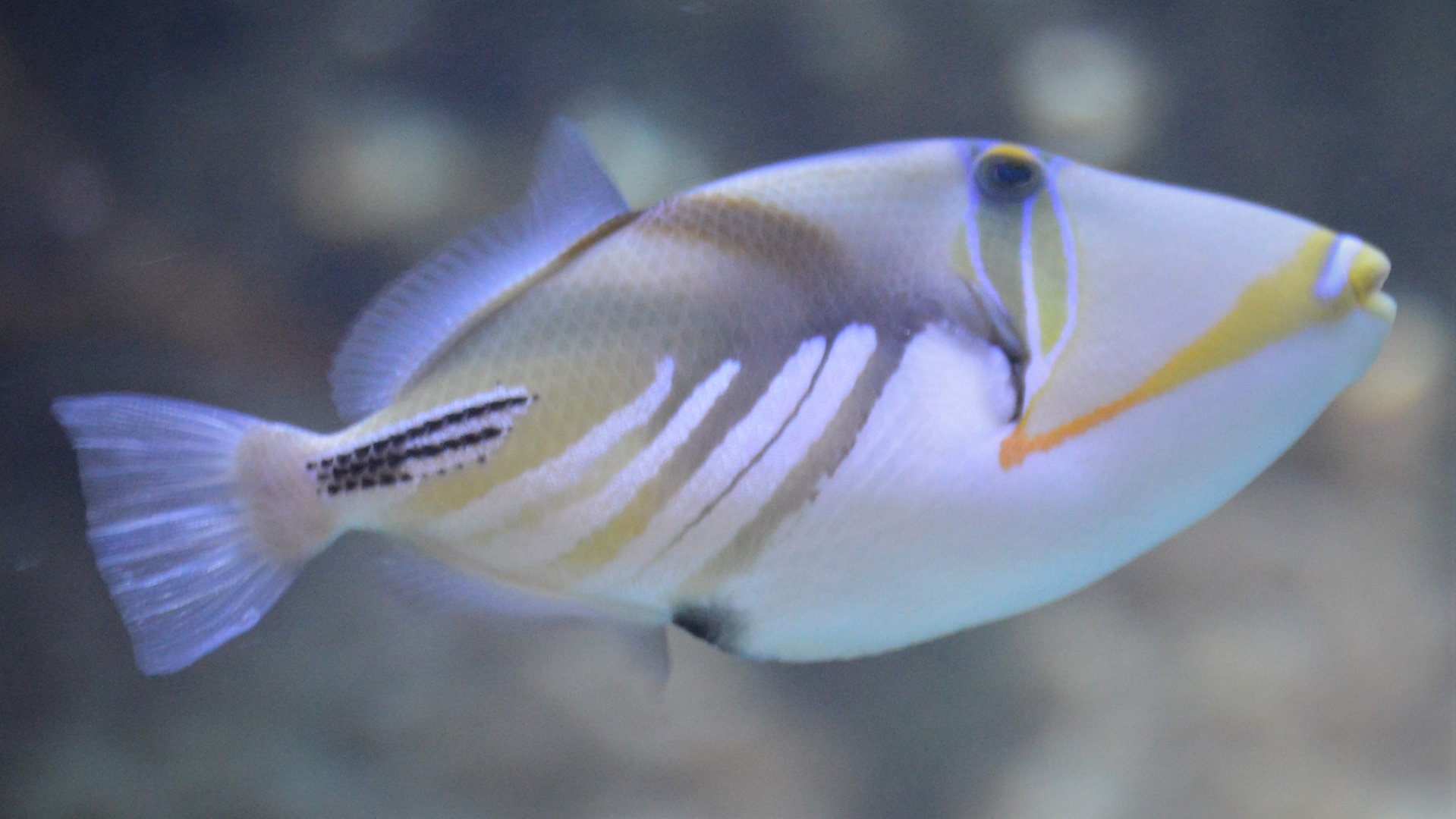 Rhinecanthus aculeatus