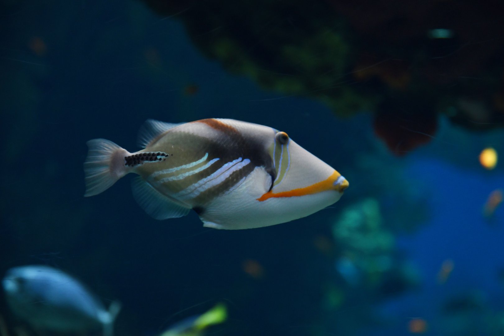 Rhinecanthus aculeatus