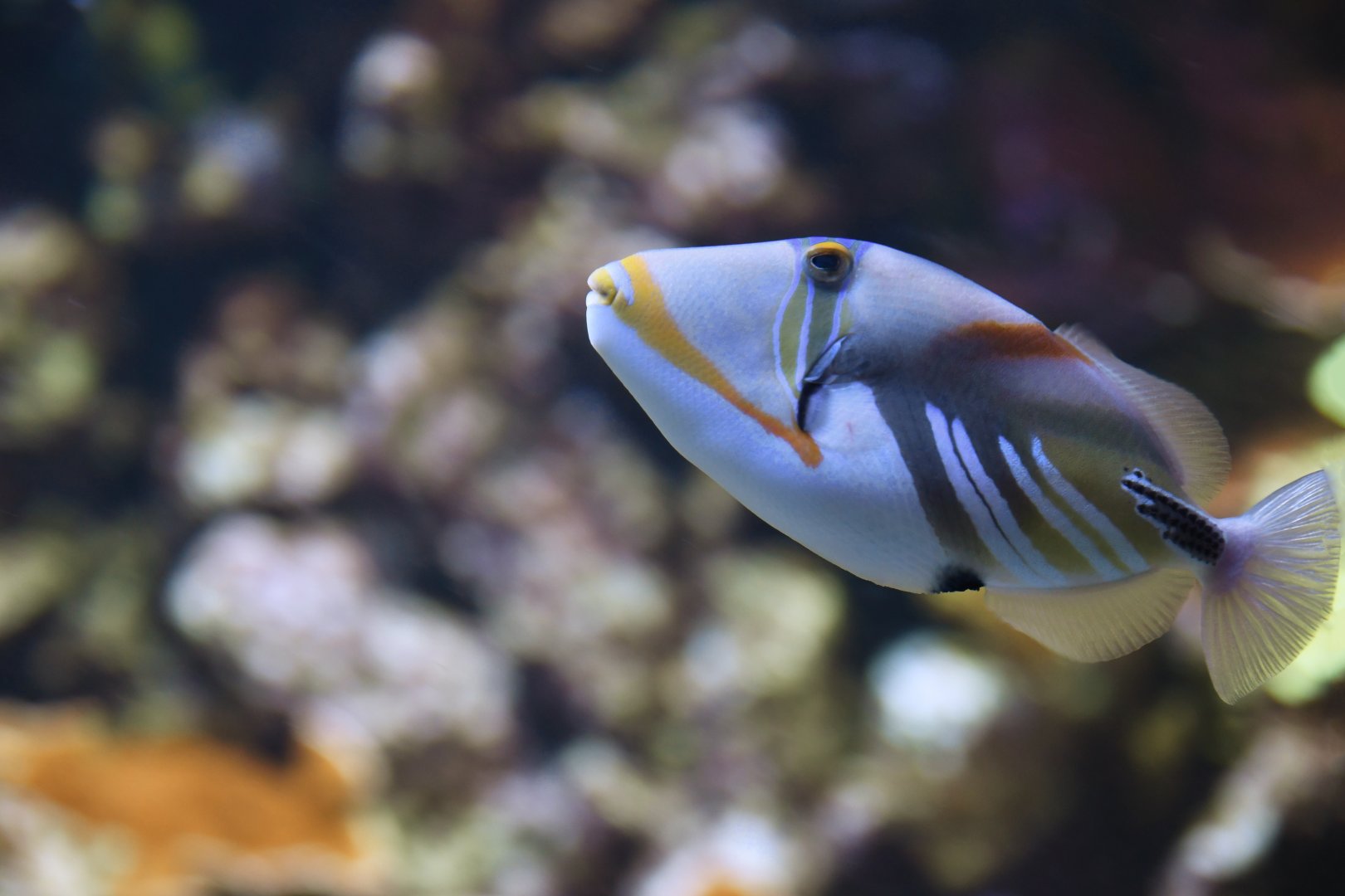 Rhinecanthus aculeatus