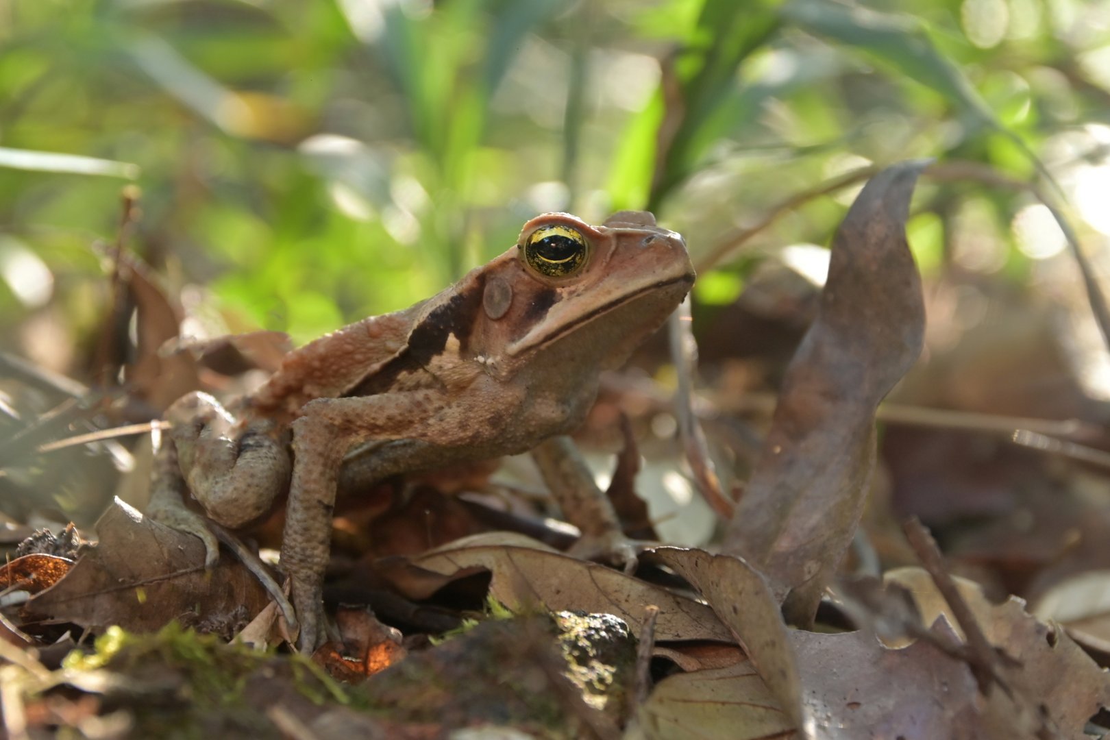 Rhinella crucifer ?