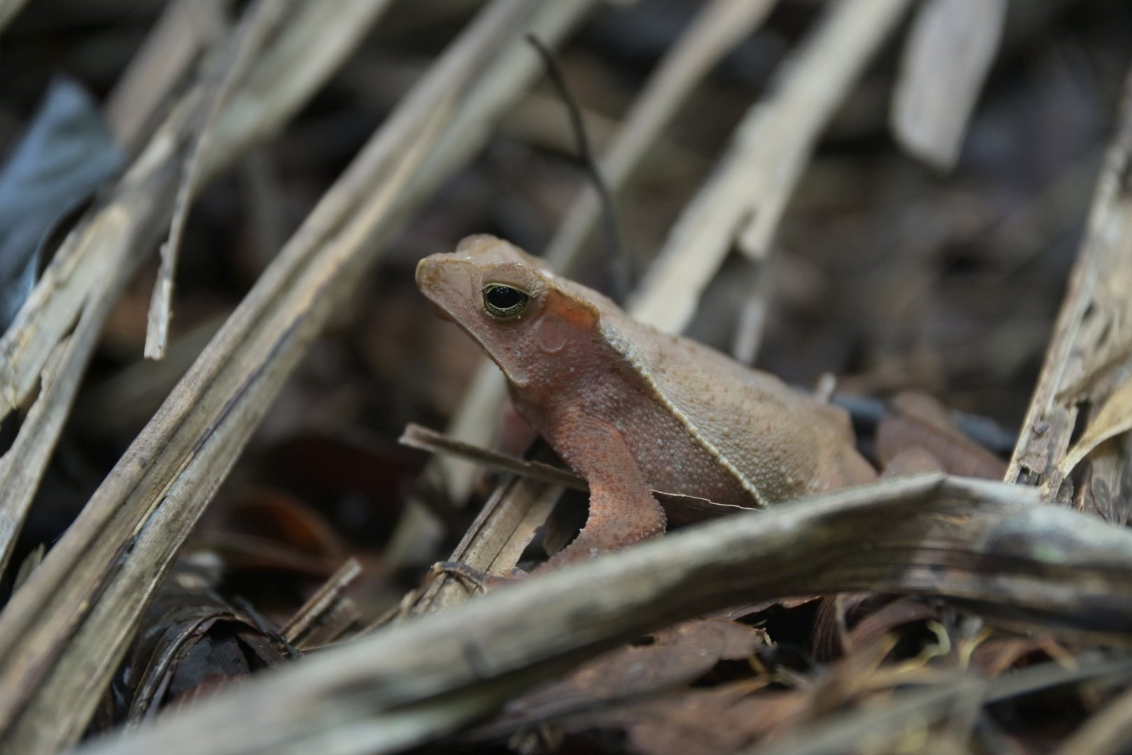 Rhinella crucifer