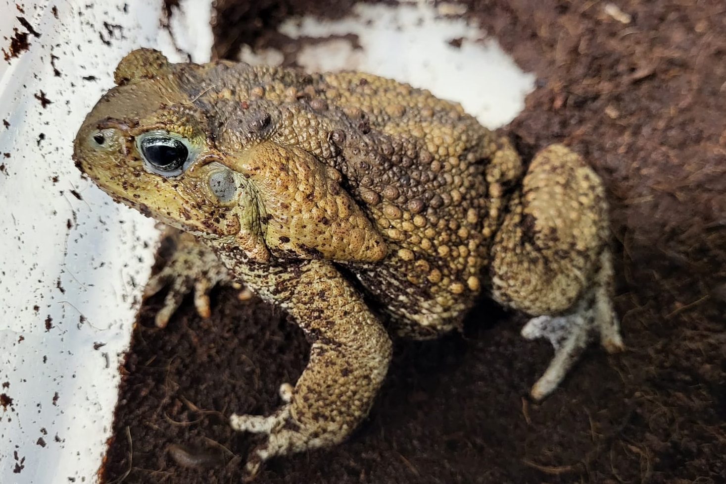 Rhinella marina