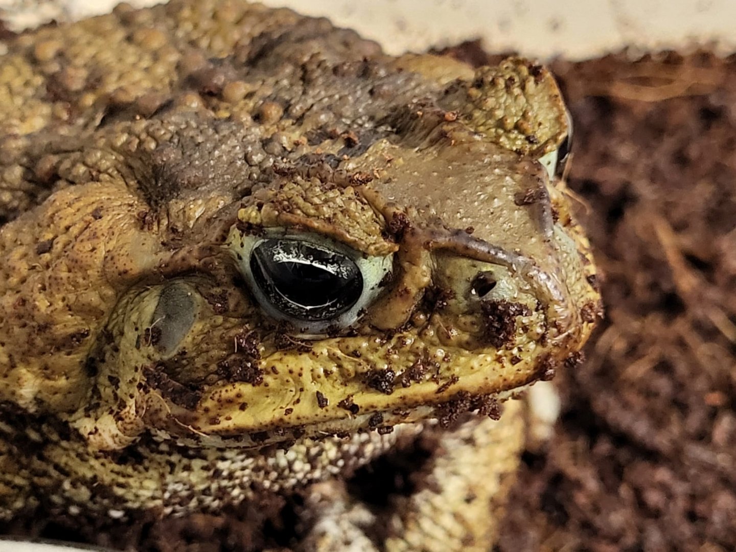 Rhinella marina