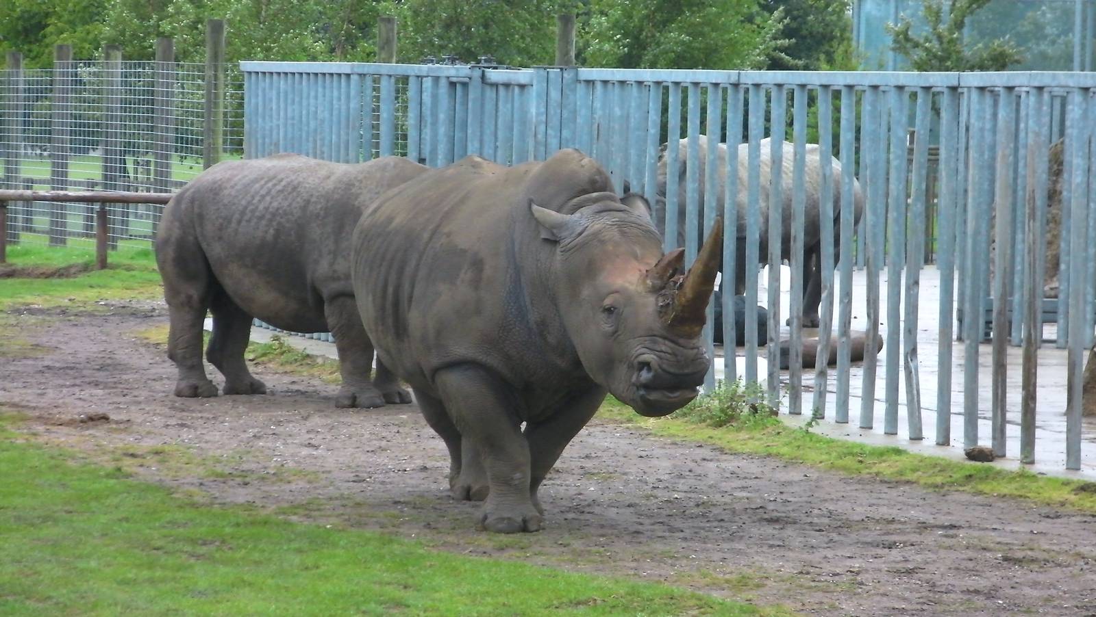Rhino - 04.08.2011
