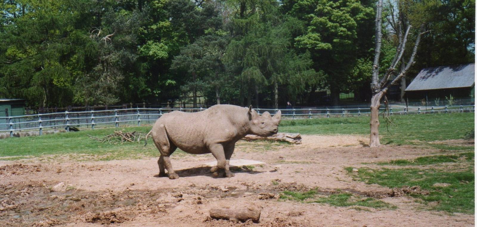 Rhino 2004